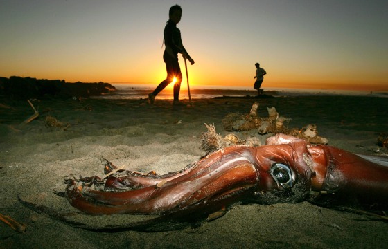 Giant Squid Mysteriously Wash Up On California Beaches