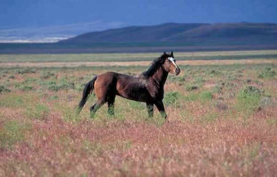 Wild horses like this one on the Utah Range have thrived, but the U.S. Bureau of Land Management argues their numbers are now too large, and that some need to be sold off.