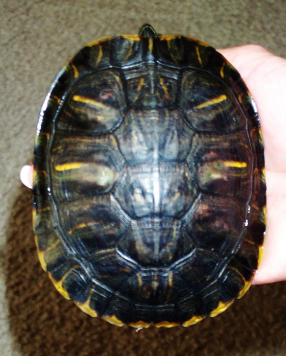 Pet shop owners Marsha and Bryan Dora say the likeness of Satan appeared on the shell of Lucky the turtle after the reptile was the lone survivor of an Oct. 13 fire that destroyed their store in downtown Frankfort, Ind. 