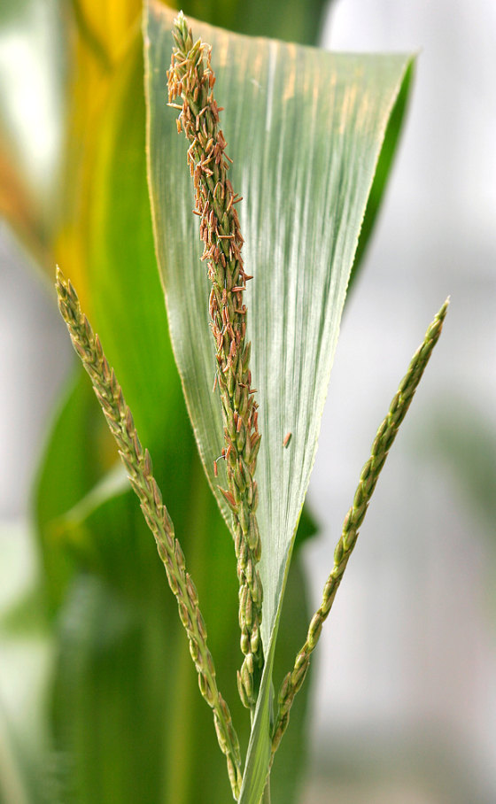 A genetically modified corn plant grows in a greenhouse March 18 at Iowa State University in Ames, Iowa. A new study finds that Americans know very little about the gene-altered foods they consume.