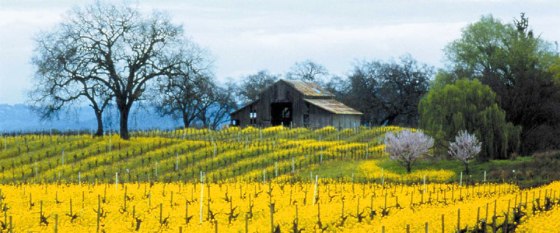 Sonoma County