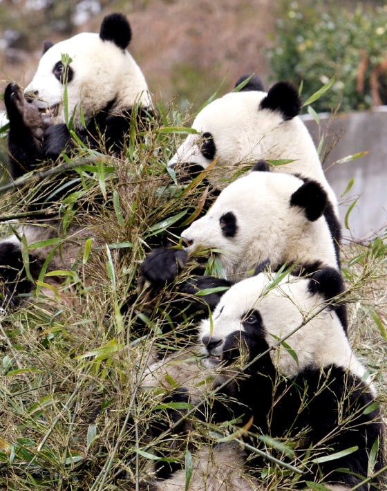 Giant Pandas Play At The Wolong Giant Panda Bear Research Center
