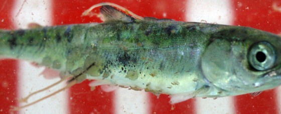 Sea lice cover this pink salmon, one of thousands studied by Canadian scientists for a report on how the parasite might affect wild salmon and other fish.