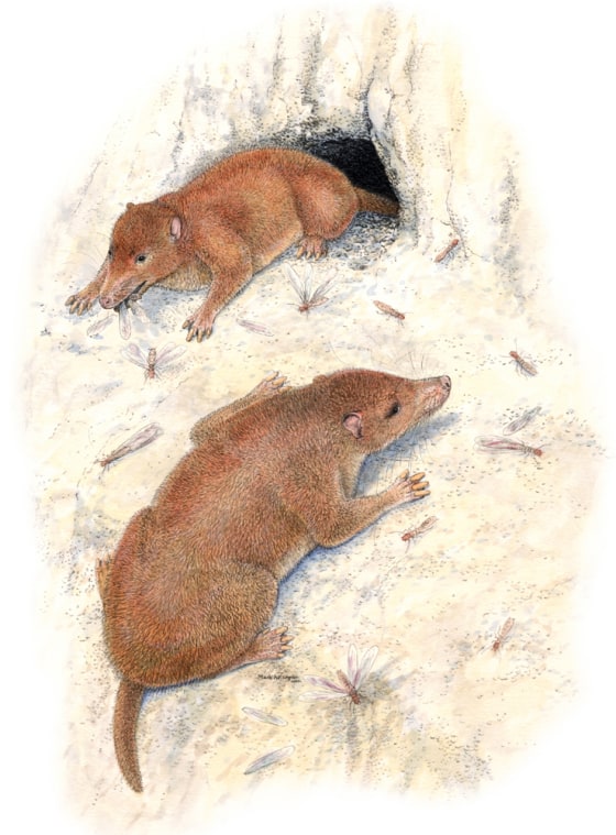 An artist's illustration shows the creature known as Fruitafossor at its tunnel opening, feasting on insects.