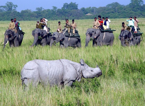 Tourists watch a one-horned rhinoceros d