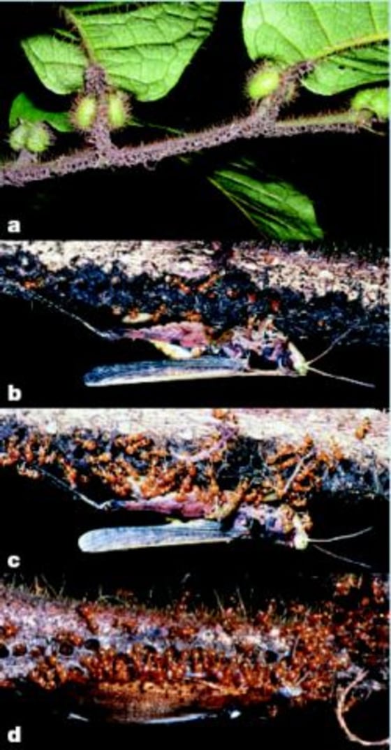 In this sequence of images, ants snare and devour a cricket.
