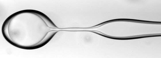 A double-emulsion drop snaps off from a jet of two fluids within an outer fluid of viscous silicon oil. The middle fluid is water that contains a surfactant called sodium dodecyl sulfate, or SDS. The inner fluid is silicon oil. Researcher Darren Link says there's a poetry to the physics behind the technique. "I think it's art," he says.