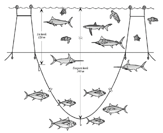 This illustration shows the top prize in a fishing gear contest -- a system that doesn't use hooks in shallower water where sea turtles frequent.