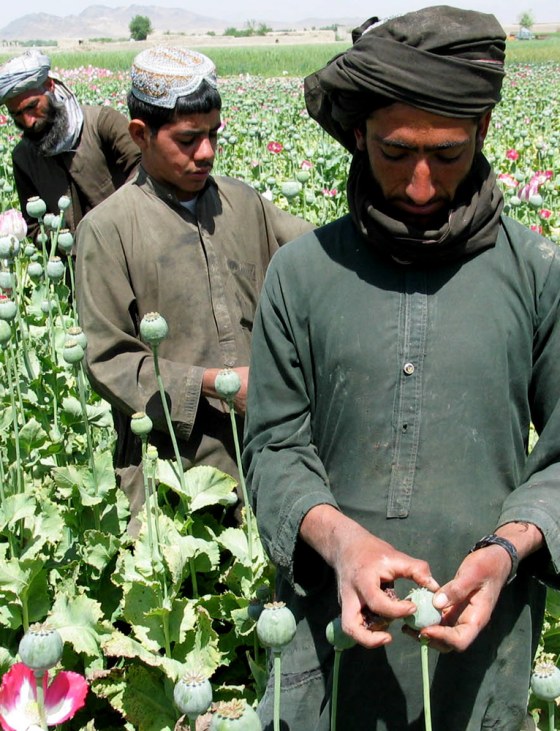 OPIUM FARMERS