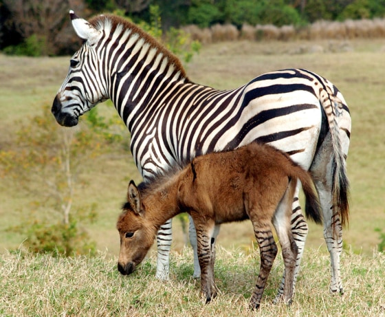 ZEBRA