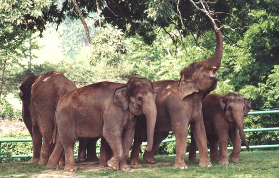 These Asian elephants at the Rosamond Gifford Zoo could some day be contributing to the zoo's power supply.