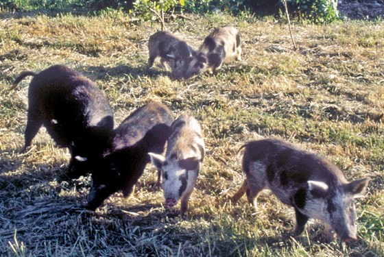 *{FB5B4A9E-558D-4C32-8667-97C754E2DA22}* FERAL PIGS