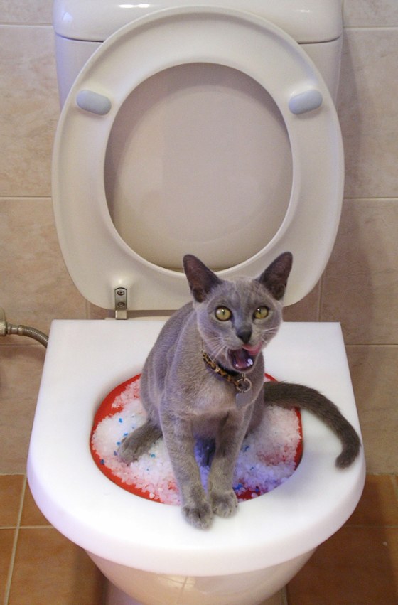 Cat toilet seat cover best sale