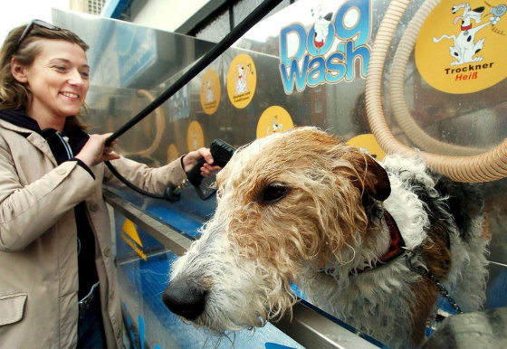 Dog washing machine top