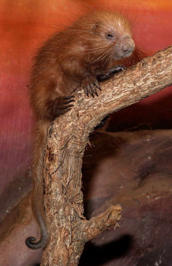 A young porcupine clings to a branch at Washington's National Zoo. DNA tests conducted on porcupine quills have determined that the zoo's latest new arrival is a girl.