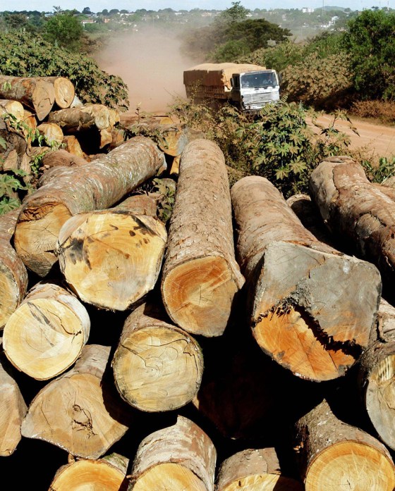 Trees wait to be cut into lumber at sawmill in Amazon Basin
