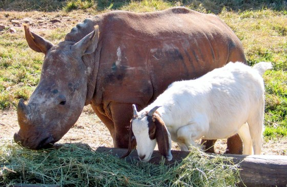 To match feature Environment-Rhino-Goat