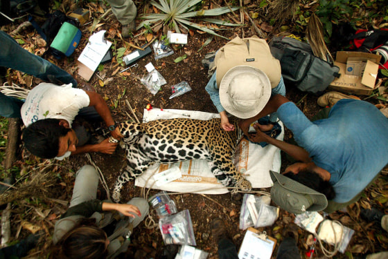 To match feature GUATEMALA-JAGUARS