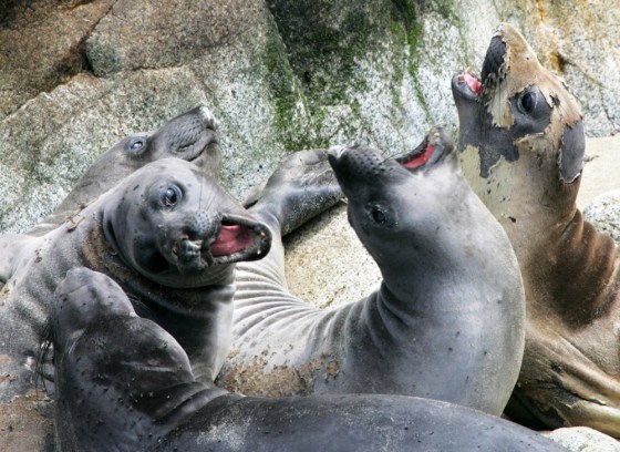 ELEPHANT SEALS
