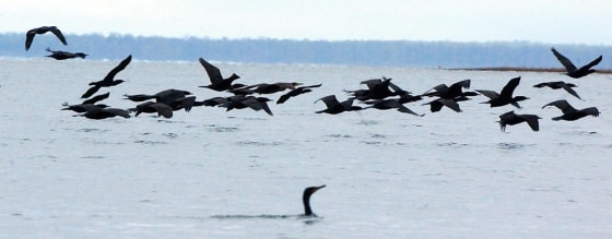 CORMORANTS