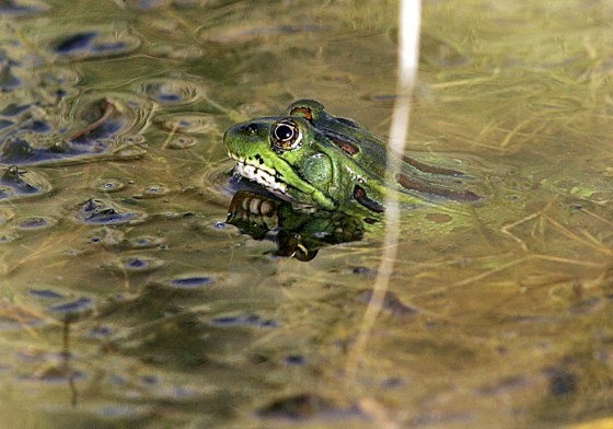 CHIRICAHUA LEOPARD FROG