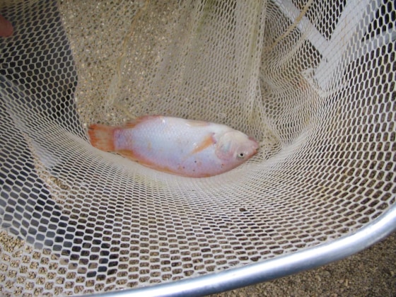 BC-WST--FISH POOP