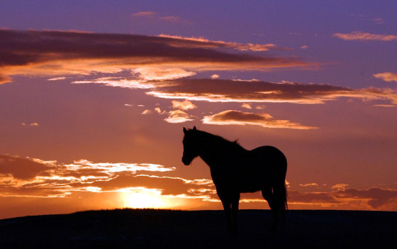 WILD HORSE