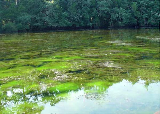 Algae blooms like this one are caused by excess nitrogen from fertilizer and manure runoff, killing fish by reducing the oxygen in the water. 