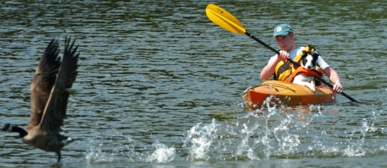 Greenwich, Conn., decided to use the border collie on this kayak, and its bark, to scare away Canada geese. 