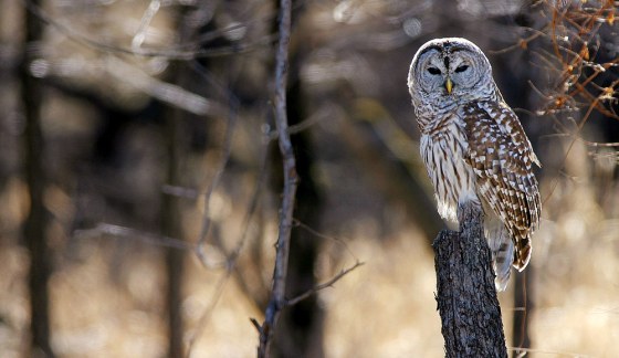 A barred owl scans for prey at the edge of the woods near Cedar Falls, Iowa, in this March 2003 photo. Barred owls may well find themselves prey in the future; federal scientists are planning an experiment with killing the invading birds, calling them a threat to the northern spotted owl. 