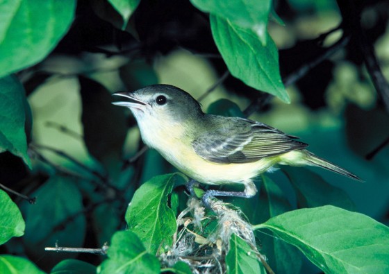 The Bell's vireo, small enough to fit in a closed fist, has been on the federal endangered species list for almost 20 years.