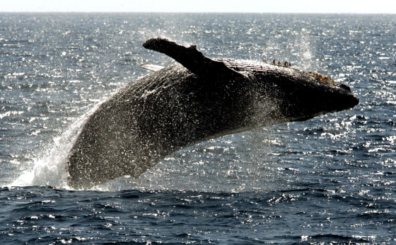 HUMPBACK WHALE