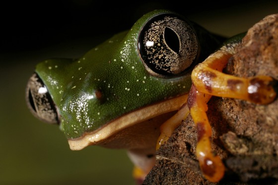 To match feature Ecuador-Frogs