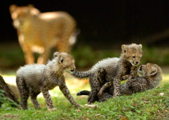 Mother cheetah and three of her five cubs play for the media before of their public debut at the National Zoo in Washington