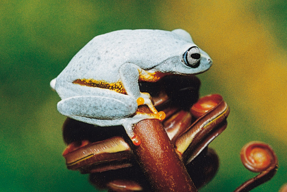 Undated file photo shows Philautus asankai, new species of female tree frog, at Agarapathan Biological site in central Sri Lanka