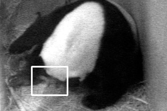 National Zoo female giant panda Mei Xiang bonds with newborn cub at National Zoo in Washington