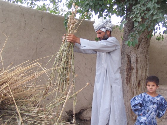 Mohammed Asef, a farmer in the village of Langar Khana, in northern Balkh province holds dried stalks of poppy that he harvested from a field surrounded by a high wall.