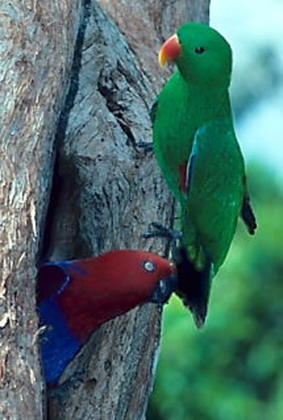 Male parrots of the species E. roratus have run-of-the-mill green feathers, while the females sport bright reds and blues. The birds look so different that they were initially thought to be different species.