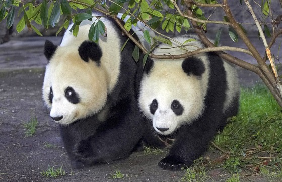 The San Diego Zoo's giant panda mother a