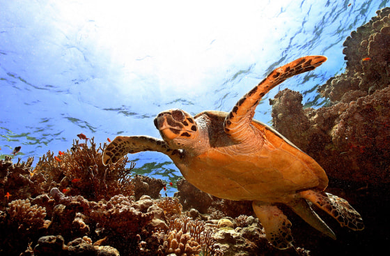 A sea Turtle (Eretmochelis imbricata) sw