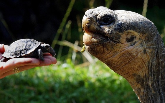A newly hatched giant tortoise of the Galapagos Islands, left, is shown next to an adult.