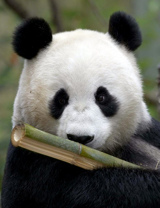 BAI YUN