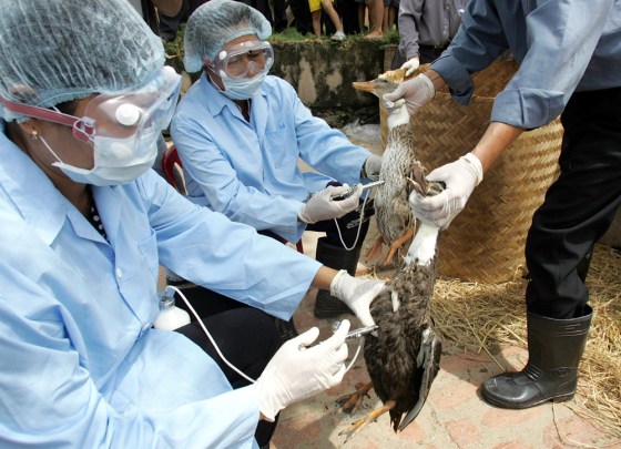 Tests show bird flu vaccine effective in people