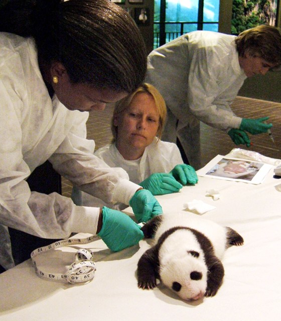 Male giant panda cub at Smithsonian's National Zoo receives health examination, Washington