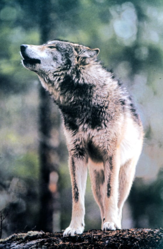 The gray wolf could make a comeback in the Northeast, after a judge ordered the Interior Department to restart efforts to reintroduce the species.