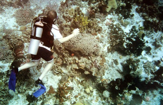 A diver swims by coral reefs off the island of Cozumel, Mexico. Even inexperienced scuba divers can tell they're drifting along something special when exploring the reefs of the island just off Mexico's Yucatan Peninsula. The Mayan Coral Reef is the world's second-longest, trailing only the Great Barrier Reef off Australia's northeastern coast.