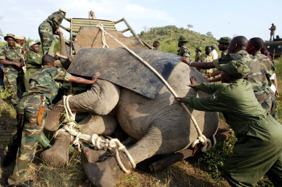 Kenyan Wildlife Service employees struggle Thursday to load an elephant onto a truck that was to carry it 220 miles in an unprecedented relocation project. The truck didn't get far, however, breaking down under the pachyderm's weight.
