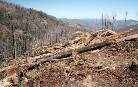 A federal agency mistakenly allowed this section of a protected area in southwestern Oregon to be logged.