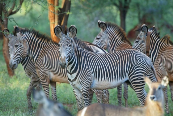 Zebras pause in Kenya's Meru National Park in May.
