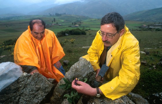 Botanist David Spooner, right, and Alberto Salas, a plant genetic resources specialist with the International Potato Center, collect potato germplasm in Peru for deposition in gene banks.